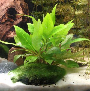 Hygrophila corymbosa "compact"