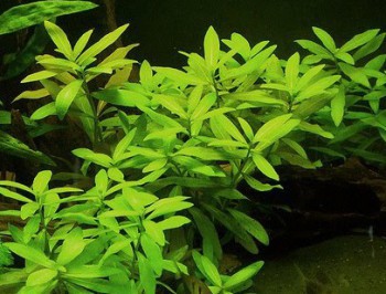 Hygrophila polysperma
