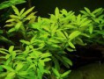Hygrophila polysperma